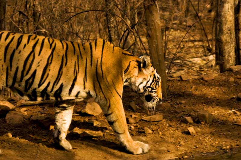 guda-tigress-1.jpg guda-tigress-1.jpg
